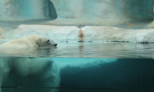 Wspólne świętowanie urodzin niedźwiedzi polarnych