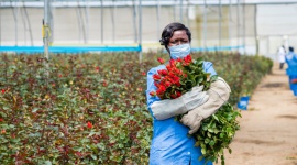 Czy kwiaty mogą być fair? Handel, BIZNES - Zakup róż ze znakiem Fairtrade wspiera plantatorów w krajach rozwijających się i urzeczywistnia ideę sprawiedliwości w handlu.