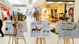 Galeria Północna i Lasy Państwowe zapraszają na wystawę owadów Handel, BIZNES - Na parterze Galerii Północnej klienci mogą obejrzeć wystawę edukacyjno-przyrodniczą, w ramach której prezentowane są gigantyczne figury owadów oraz tematyczne infografiki edukacyjne.